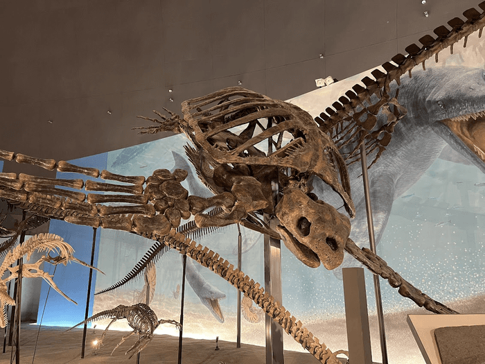 アーケロン。巨大なウミガメ